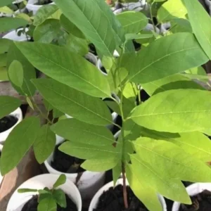 Sugar Apple Live Plant – 5-9