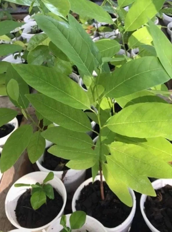 Sugar Apple Live Plant – 5-9" Tall Annona squamosa Tropical Fruit Tree - Image 5