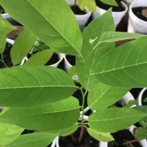 Sugar Apple Live Plant – 5-9