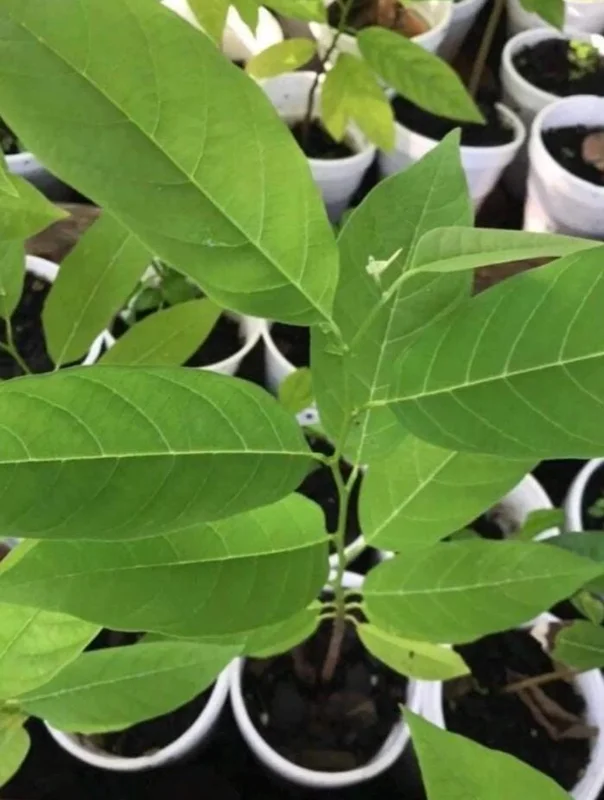 Sugar Apple Live Plant – 5-9" Tall Annona squamosa Tropical Fruit Tree - Image 6