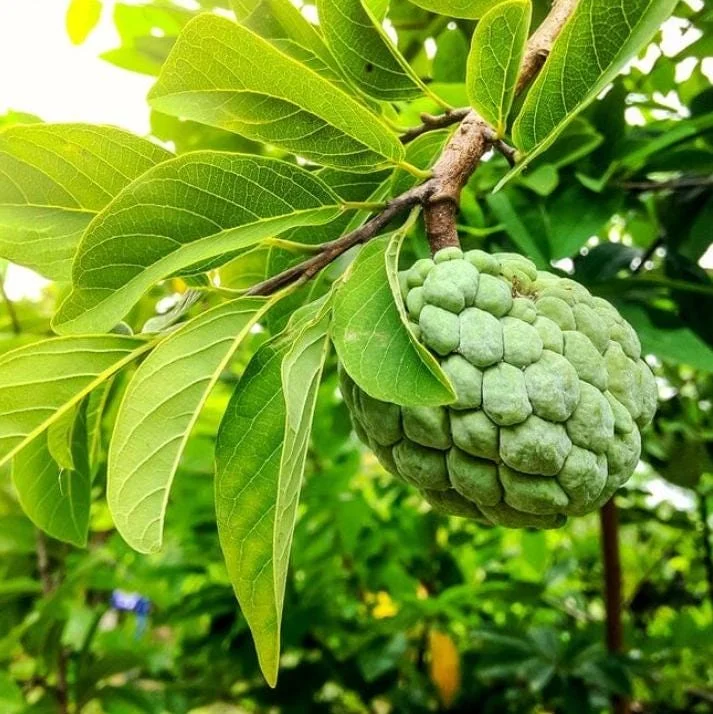 Sugar Apple Live Plant – 5-9" Tall Annona squamosa Tropical Fruit Tree - Image 1
