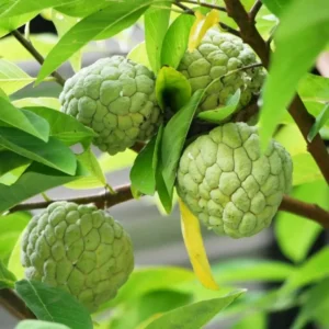 Sugar Apple Live Plant - Annona Squamosa Tropical Fruit Tree - 4-6 Inch Tall, 3 Inch Pot - Image 2