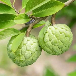 Sugar Apple Live Plant - Annona Squamosa Tropical Fruit Tree - 4-6 Inch Tall, 3 Inch Pot - Image 1