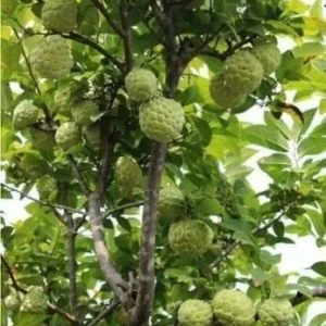 Sugar Apple Live Plant Seedling - 7-12 inches Tall - Annona Squamosa Fruit Tree - Image 3
