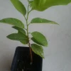 Sugar Apple Live Plant Seedling - Annona Squamosa Custard Fruit Tree - Image 1