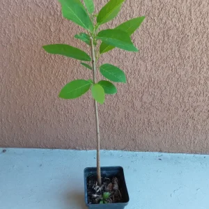 Sugar Apple Live Plant Seedling - Annona Squamosa Custard Fruit Tree - Image 2