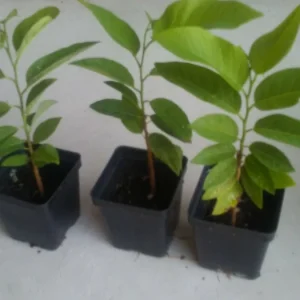 Sugar Apple Live Plant Seedling - Annona Squamosa Custard Fruit Tree - Image 4