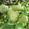 Sugar Apple Live Plant Seedling Tree 5-9 in Tall - Tropical Fruit Tree - Image 1