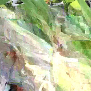 Sugar Apple Live Plant Seedling Tree 5-9 in Tall - Tropical Fruit Tree - Image 5