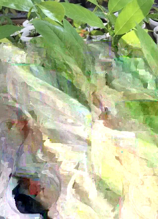 Sugar Apple Live Plant Seedling Tree 5-9 in Tall - Tropical Fruit Tree - Image 5