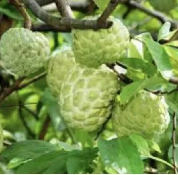 Sugar Apple Live Plant Seedling Tree 5-9 in Tall - Tropical Fruit Tree - Image 1