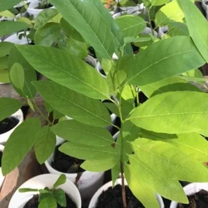 Sugar Apple Live Plant Seedling Tree - 5-9 inches Tall Tropical Fruit - Image 5