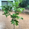 Sugar Apple Tree Live Plant, 3-4 Ft Tall, 5 Gallon Pot, Tropical Fruit - Image 1
