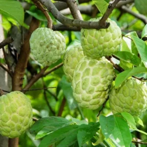 Sugar Apple Tree Live Plant, 3-4 Ft Tall, 5 Gallon Pot, Tropical Fruit - Image 2