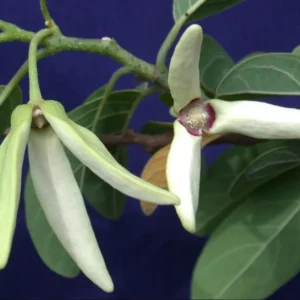 Sugar Apple Tree Live Plant, 3-4 Ft Tall, 5 Gallon Pot, Tropical Fruit - Image 3