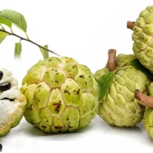Sugar Apple Tree Live Plant, 3-4 Ft Tall, 5 Gallon Pot, Tropical Fruit - Image 4
