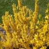 Sugar Baby Forsythia Live Plant – Compact Shrub – 4 inch Pot – Outdoor - Image 1