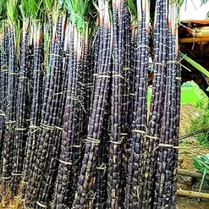 Sugar Cane Live Cuttings - 20 Count, 1-1.5 Ft, 2-3 Nodes, Outdoor Plant - Image 3