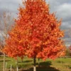 Sugar Maple Live Plant – Acer saccharum Tree – Quart Pot – Outdoor Deciduous - Image 1