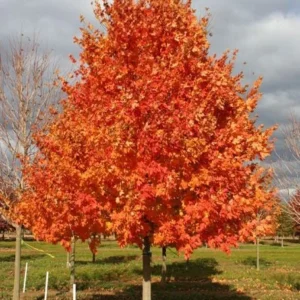 Sugar Maple Live Plant – Acer saccharum Tree – Quart Pot – Outdoor Deciduous - Image 1