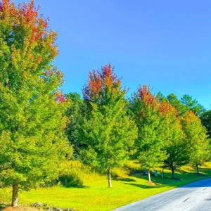 Sugar Maple Live Plant – Quart Pot – Native Deciduous Tree – Acer saccharum - Image 2