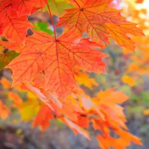 Sugar Maple Live Plant – Quart Pot – Native Deciduous Tree – Acer saccharum - Image 3