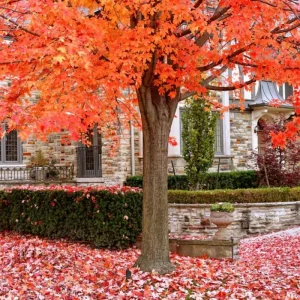 Sugar Maple Live Plant – Quart Pot – Native Deciduous Tree – Acer saccharum - Image 4