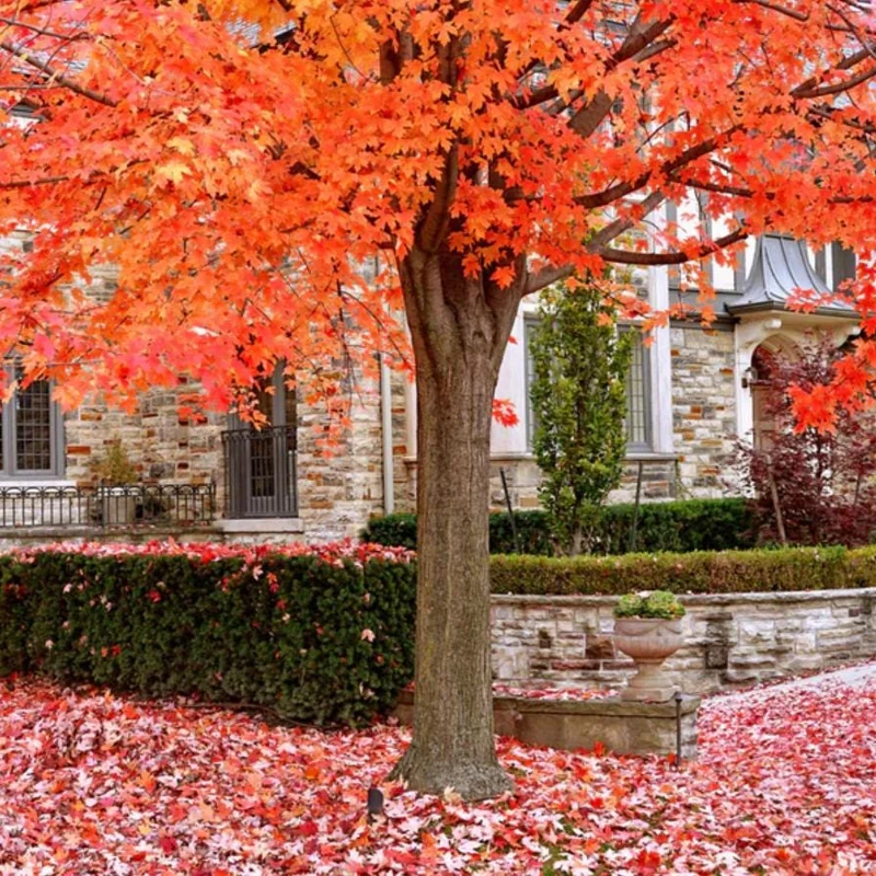 Sugar Maple Live Plant – Quart Pot – Native Deciduous Tree – Acer saccharum - Image 4