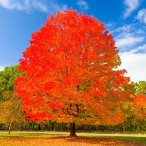 Sugar Maple Live Plant – Quart Pot – Native Deciduous Tree – Acer saccharum - Image 5