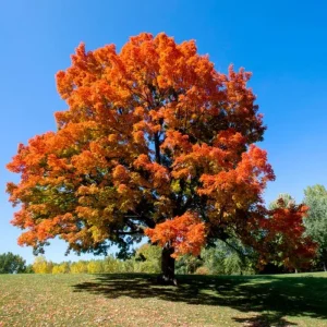 Sugar Maple Live Plant – Quart Pot – Native Deciduous Tree – Acer saccharum - Image 6