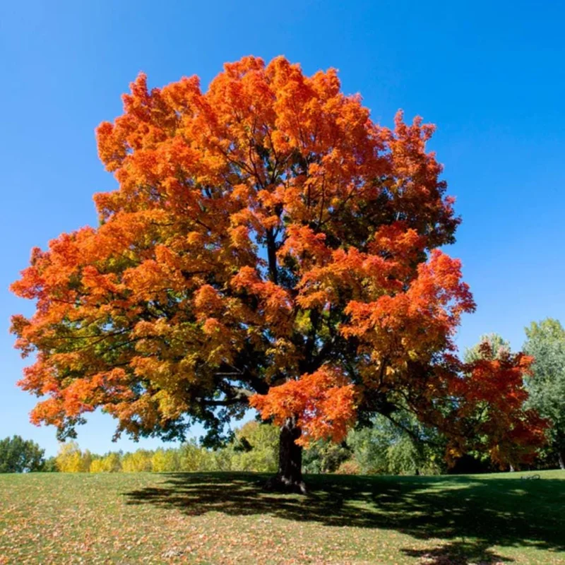 Sugar Maple Live Plant – Quart Pot – Native Deciduous Tree – Acer saccharum - Image 6