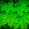 Sugar Maple Live Plant – Quart Pot – Native Deciduous Tree – Acer saccharum - Image 1