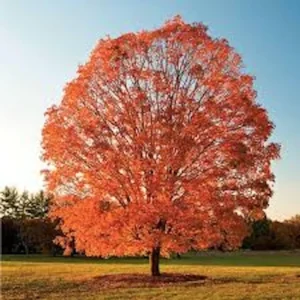 Sugar Maple Tree 12-24in Tall - Acer saccharum Bare Root Live Plant Outdoor - Image 1