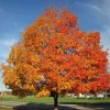 Sugar Maple Tree Bareroot Live Plant - 18-30 inches Tall - Image 1