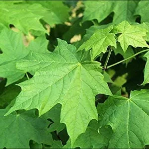 Sugar Maple Tree Bareroot Live Plant - 18-30 inches Tall - Image 2