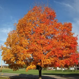 Sugar Maple Tree Bareroot Live Plant - 18-30 inches Tall - Image 1
