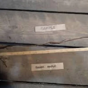 Sugar Maple Tree Live Plant – 12-24in Tall Acer saccharum Hard Maple Bare Root - Image 2