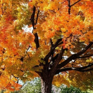 Sugar Maple Tree Live Plant – Brilliant Fall Color – 10-18 inch Tall – Outdoor Shade Tree - Image 3