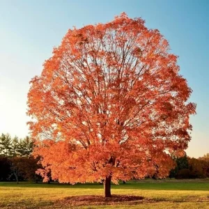 Sugar Maple Tree Live Plant – Brilliant Fall Color – 10-18 inch Tall – Outdoor Shade Tree - Image 6