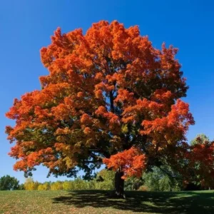 Sugar Maple Tree Live Plant – Brilliant Fall Color – 10-18 inch Tall – Outdoor Shade Tree - Image 7
