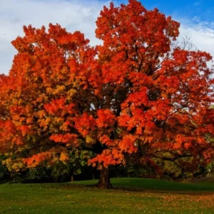 Sugar Maple Tree Live Plant – Brilliant Fall Color – 10-18 inch Tall – Outdoor Shade Tree - Image 1