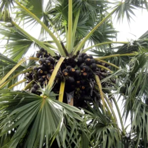 Sugar Palm Tree (Arenga Pinnata) Live Plant 3 Gallon Pot Outdoor Tropical - Image 2