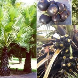 Sugar Palm Tree (Arenga Pinnata) Live Plant 3 Gallon Pot Outdoor Tropical - Image 1