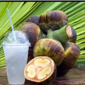 Sugar Palm Tree (Arenga Pinnata) Live Plant 3 Gallon Pot Outdoor Tropical - Image 4