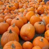 Sugar Pie Pumpkin Seeds - Non-GMO Heirloom Fresh Garden Seeds, Vegetable Type, Full Sun - Image 1