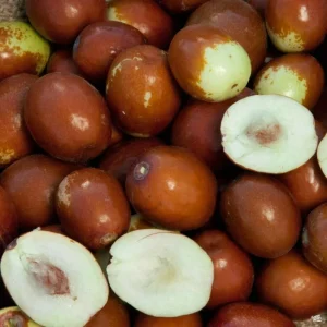 Sugarcane Jujube Live Plant & Seeds - Ziziphus Jujuba - Fast Growing - Image 4