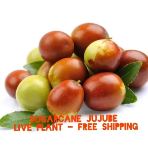 Sugarcane Jujube Live Plant & Seeds - Ziziphus Jujuba - Fast Growing - Image 1