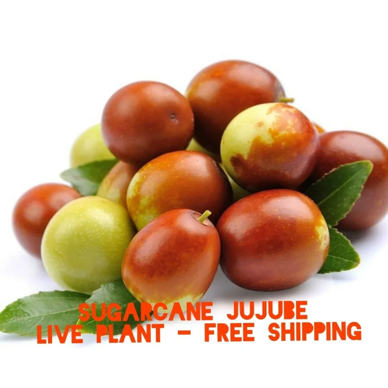 Sugarcane Jujube Live Plant & Seeds - Ziziphus Jujuba - Fast Growing - Image 1