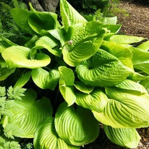 Sum & Substance Hosta Bareroot Plant – Large Golden-Green Foliage – Perennial Outdoor - Image 1