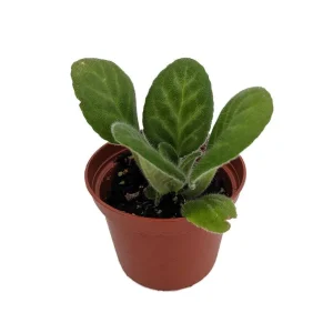 Summer Song Asian Violet - Primulina Live Plant - 2.5